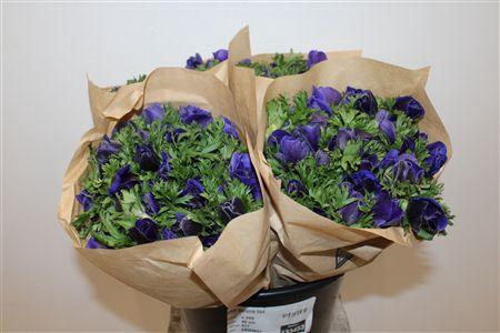 <h4>ANEM MARIANNE BLUE</h4>