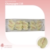 Anthurium Champagne