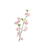 Prunus Peach