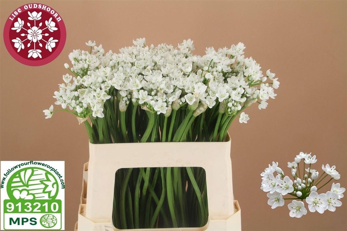 <h4>ALLIUM FLOCON</h4>