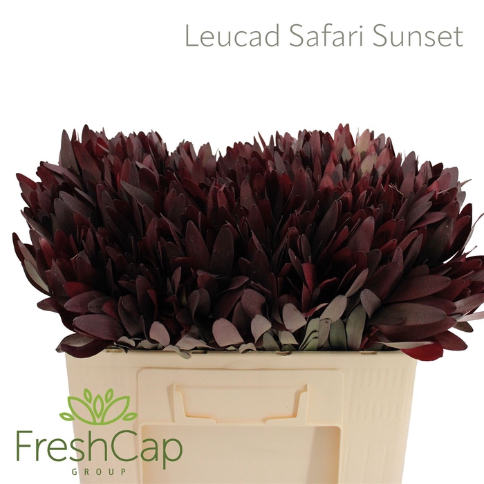 <h4>Leucad Safari Sunset</h4>