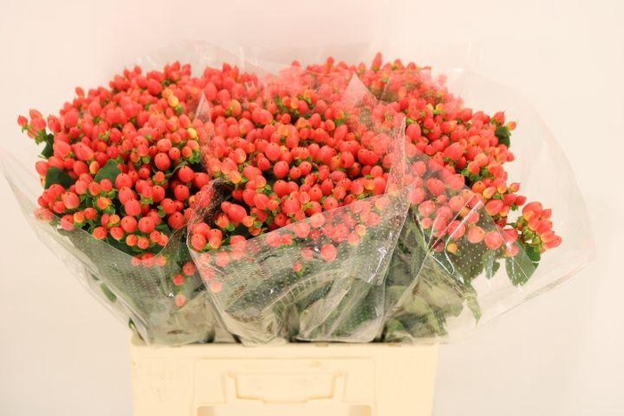 <h4>HYP MAG ROY PRINCESS</h4>