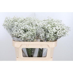 Gyps Pa Xlence 70 20