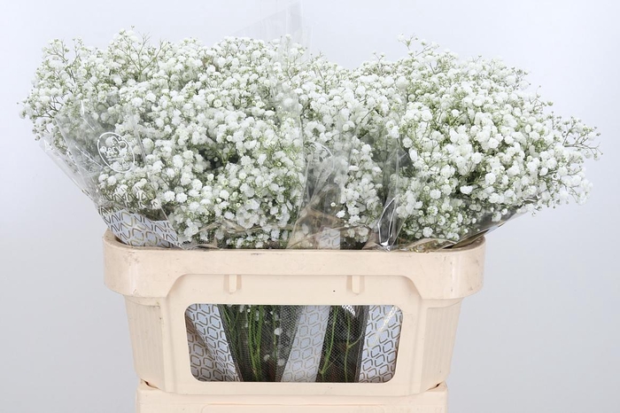 <h4>Gyps Pa Xlence 70 20</h4>