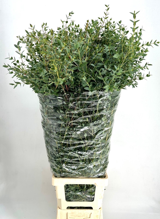 <h4>Euc. Parvifolia Extra</h4>