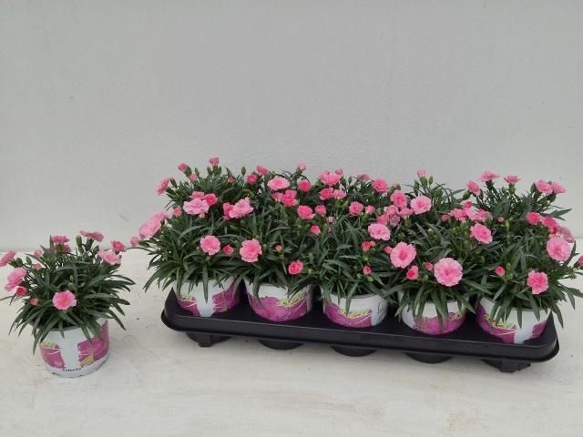 <h4>Dian I Love U</h4>