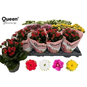 KALAN CALAN MIX QUEEN