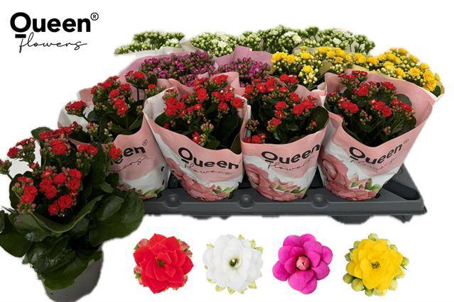 <h4>KALAN CALAN MIX QUEEN</h4>