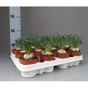 Albuca spiralis 'Frizzle Sizzle'