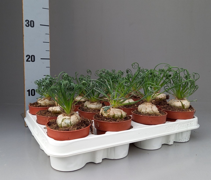 <h4>Albuca spiralis 'Frizzle Sizzle'</h4>