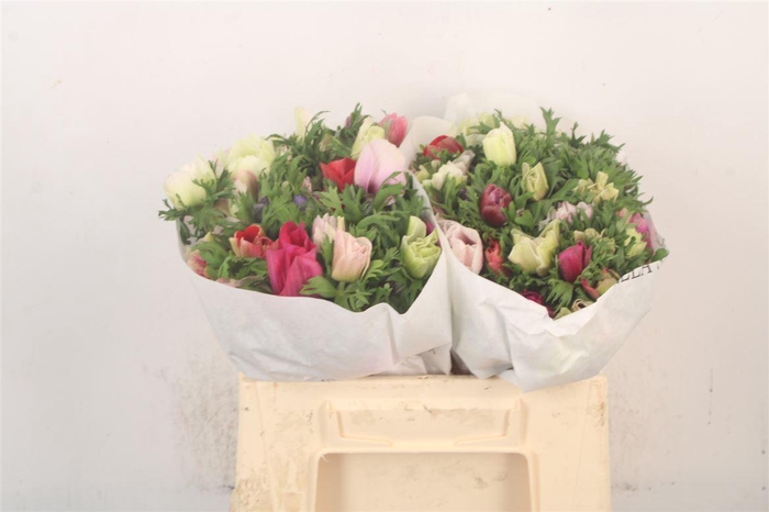 <h4>Anemone Mistral Mixed In Bunch</h4>