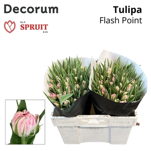 Tu Du Flash Point 533