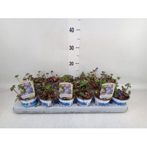 Anemone blanda 'Blue Shades'