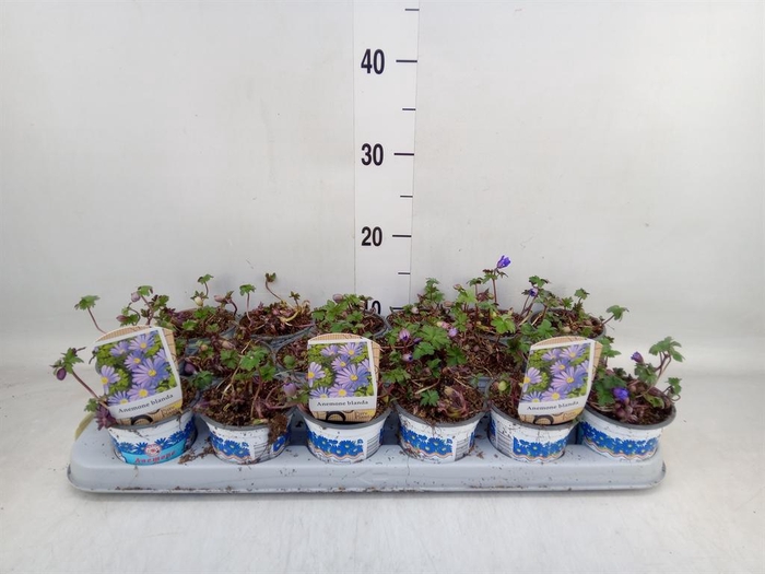 <h4>Anemone blanda 'Blue Shades'</h4>