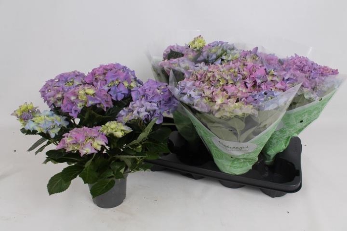 <h4>HYDR M EARLY BLUE</h4>