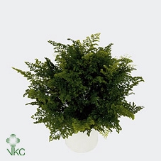 Kolibri Greens Succulenten mix in Coral pot mix