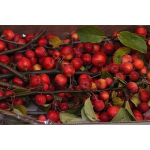 Malus Red Sentinel (tak)