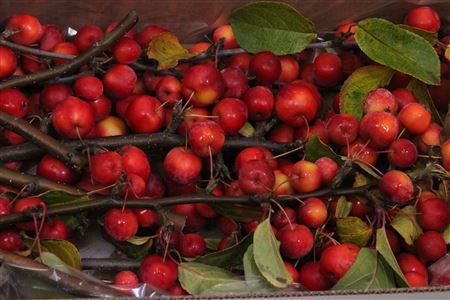 <h4>Malus Red Sentinel (tak)</h4>