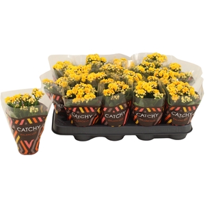 Kalanchoe Double Yellow