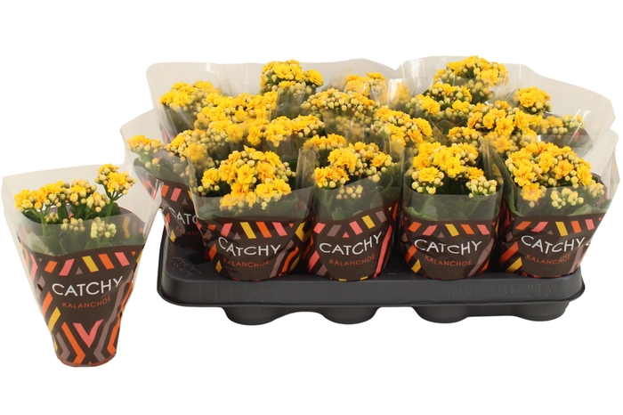 <h4>Kalanchoe Double Yellow</h4>