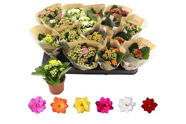 KALAN CALAN ROSALINA MIX 6 COL