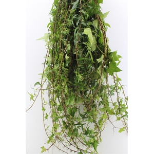 Hedera Rank Green