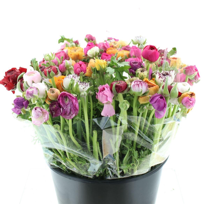 <h4>Ran El Mix In Bunch</h4>