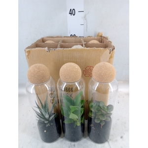 Arr.   Kamerplant Groen L%