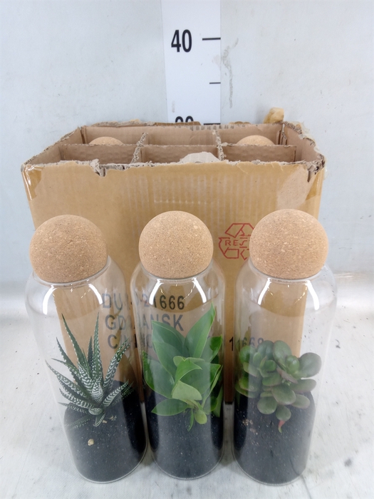 <h4>Arr.   Kamerplant Groen L%</h4>