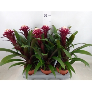 Guzmania  'Francesca'