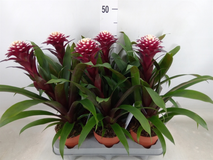 <h4>Guzmania  'Francesca'</h4>