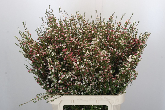 <h4>Chamelaucium My Sweet 16</h4>
