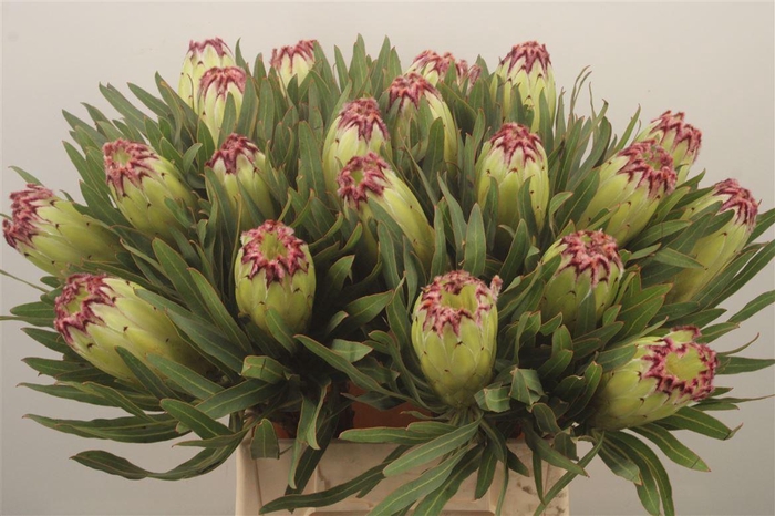 <h4>Protea N Limelight</h4>