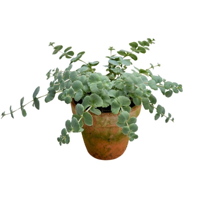 <h4>SEDUM SIEBOLDII P13 STENEN POT</h4>