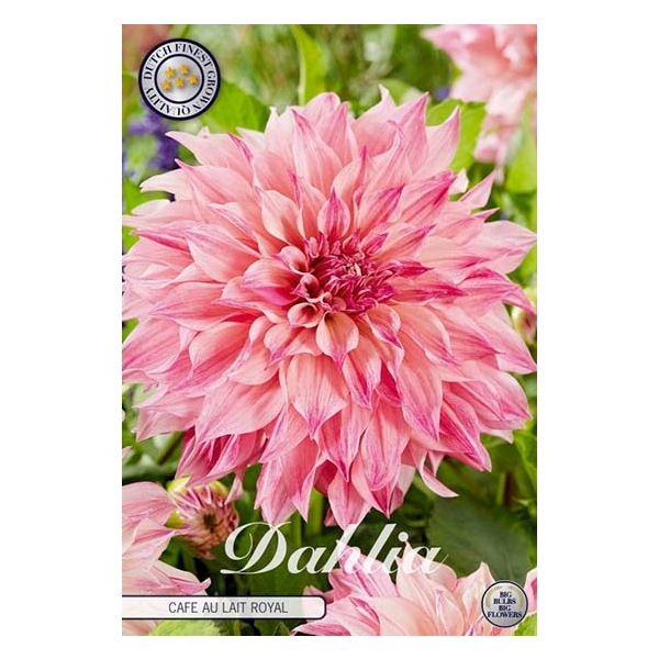 <h4>Dahlia Cafe au Lait Royal x1 l</h4>