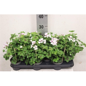 Pelargonium Peltatum Grp overig