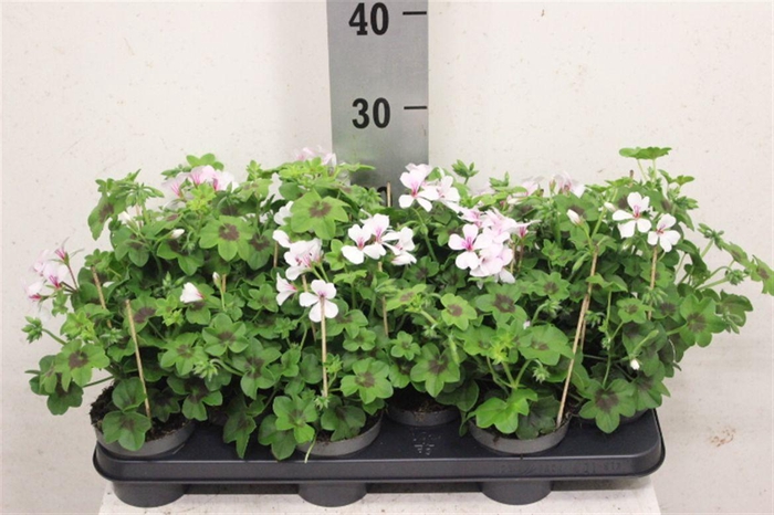 <h4>Pelargonium Peltatum Grp overig</h4>