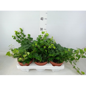 Hedera helix 'Wonder'