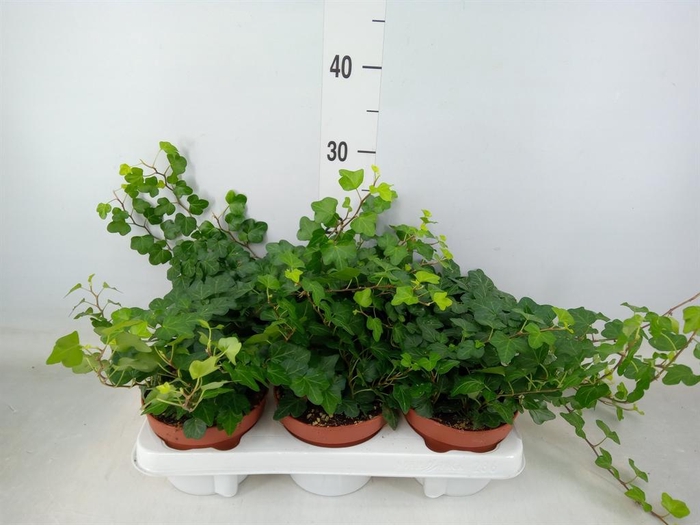 <h4>Hedera helix 'Wonder'</h4>