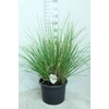 Cortaderia selloana