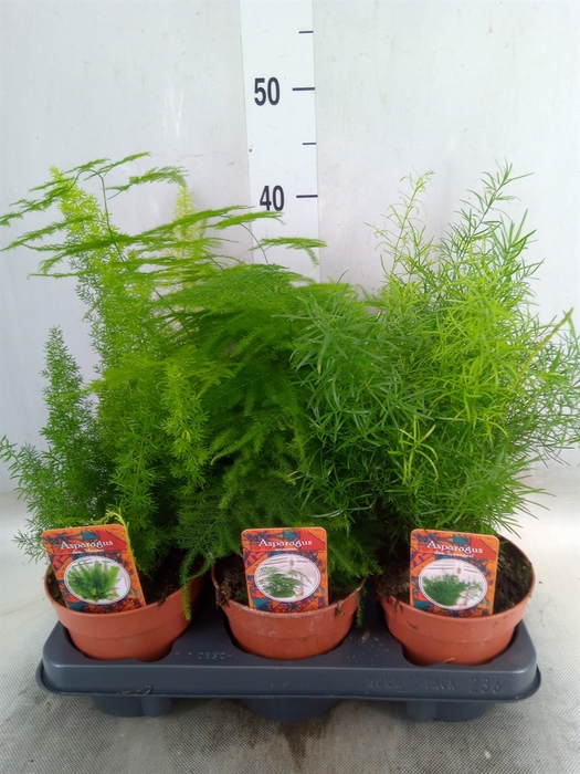<h4>Asparagus   ...mix 3</h4>