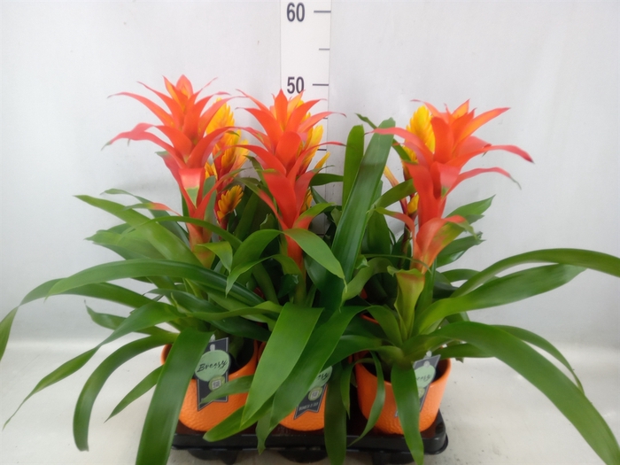 <h4>Bromelia   ...mix</h4>