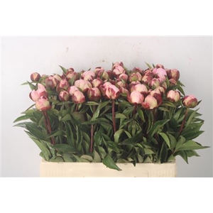 Paeo L Gardenia