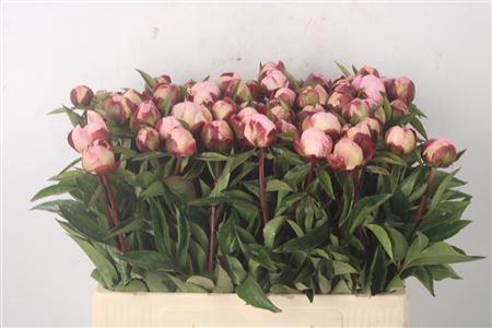 <h4>Paeo L Gardenia</h4>