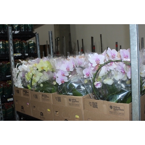 PHALAENOPSIS REDONDA P12