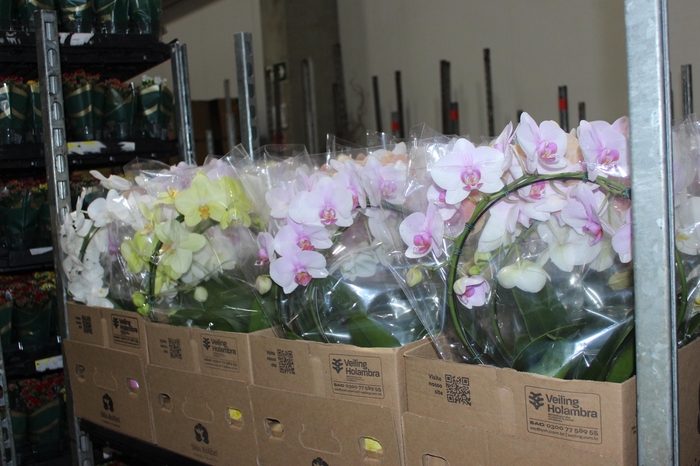 <h4>PHALAENOPSIS REDONDA P12</h4>