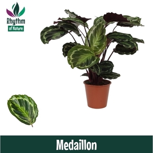 Calathea 19cm Medaillon Rhythm of Nature