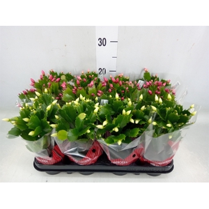 Schlumbergera   ...mix 3