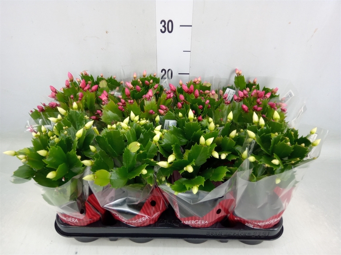 <h4>Schlumbergera   ...mix 3</h4>