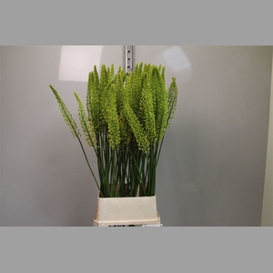 Eremurus Yellow Rebe